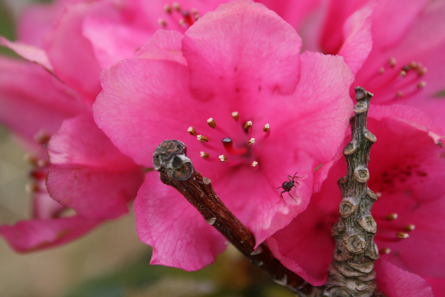 Ant in a flower