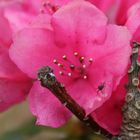 Ant in a flower