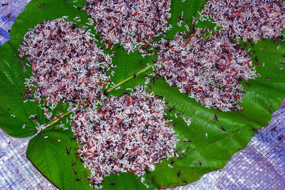 Ant larvae for sale in Pakse