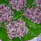 Ant larvae for sale in Pakse