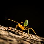 Ant Macro