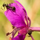 ant on pink