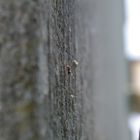 Ant on Wall