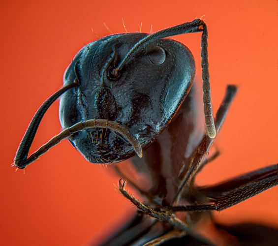 Ant-potrait