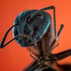 Ant-potrait