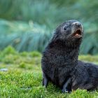 Antarctic Fur Seal