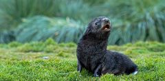 Antarctic Fur Seal