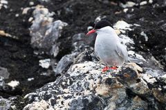 Antarctic Tern
