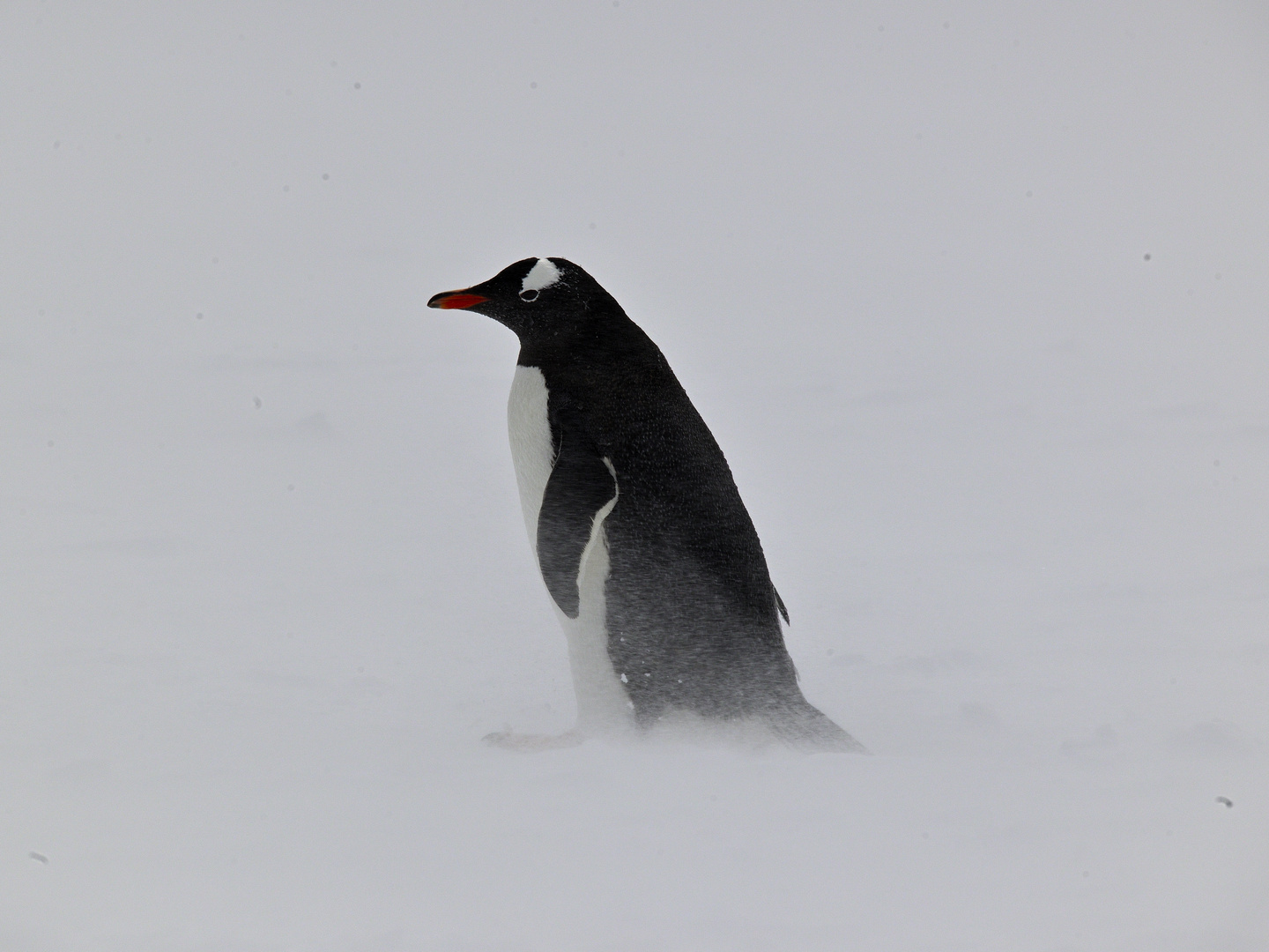 Antarctica 