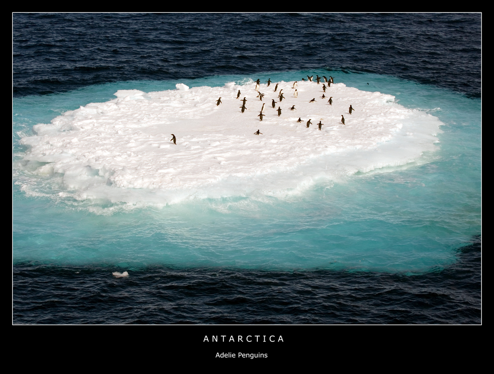 Antarctica • Adelie Penguins