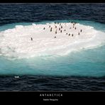 Antarctica • Adelie Penguins