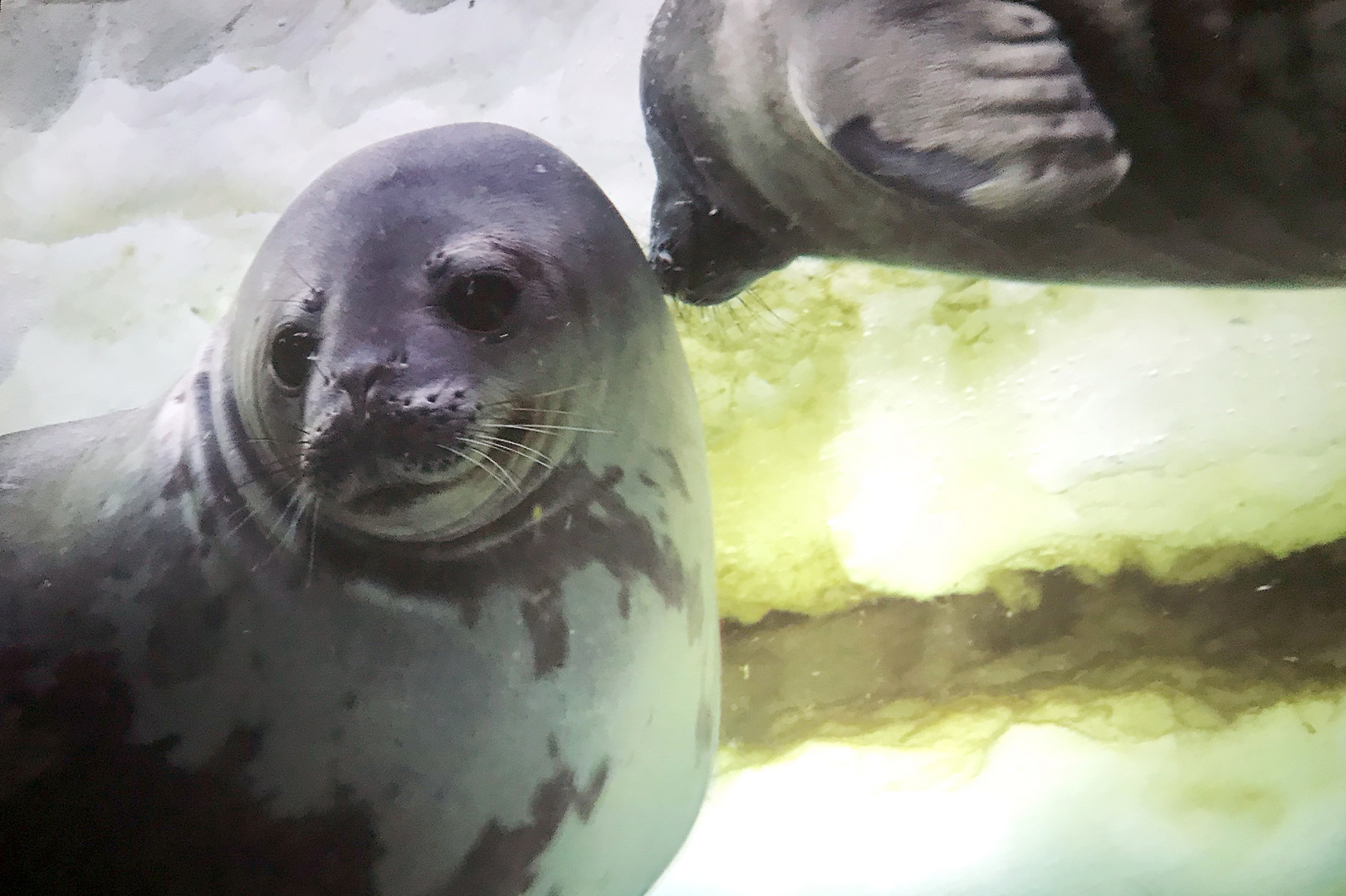 Antarctica Ausstellung im Bremer Überseemuseum 1