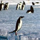 Antarctica Ausstellung im Bremer Überseemuseum 9