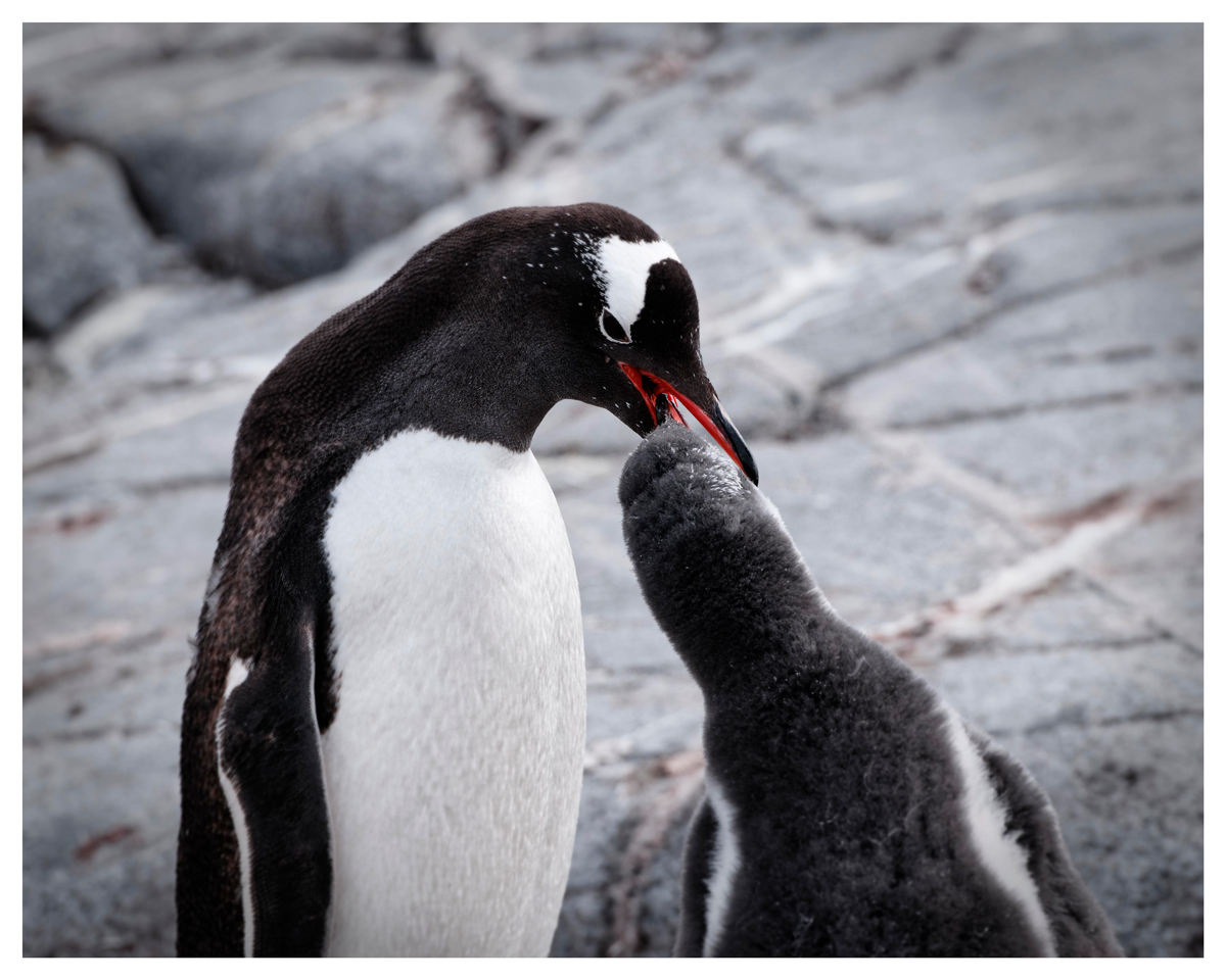 Antarctica - Fütterungszeit No1