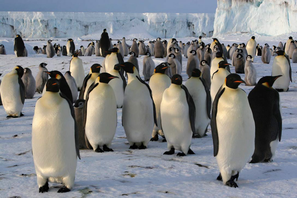 Antarctique, Colonie de manchots empereurs