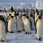 Antarctique, Colonie de manchots empereurs