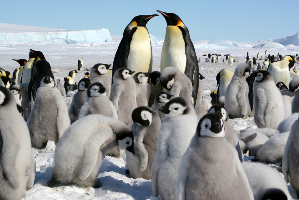 Antarctique, Garderie d'enfants d'un jour ordinaire de semaine.