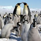 Antarctique, Garderie d'enfants d'un jour ordinaire de semaine.