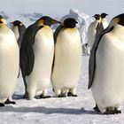 Antarctique, Ile de Coulmann
