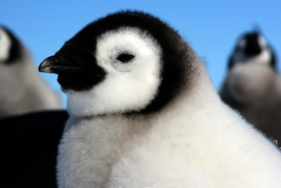 Antarctique, Jeune manchot empereur