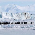 Antarctique, Longue marche des manchots empereurs