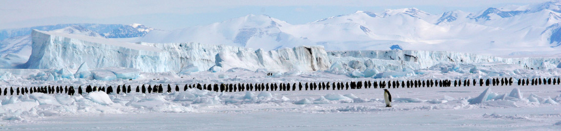 Antarctique, Longue marche des manchots empereurs