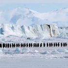Antarctique, Longue marche des manchots empereurs