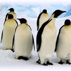 Antarctique (manchots empereurs)