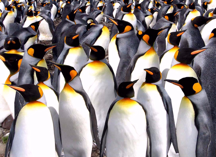 Antarctique, Manchots royaux (king penguins)