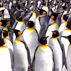Antarctique, Manchots royaux (king penguins)