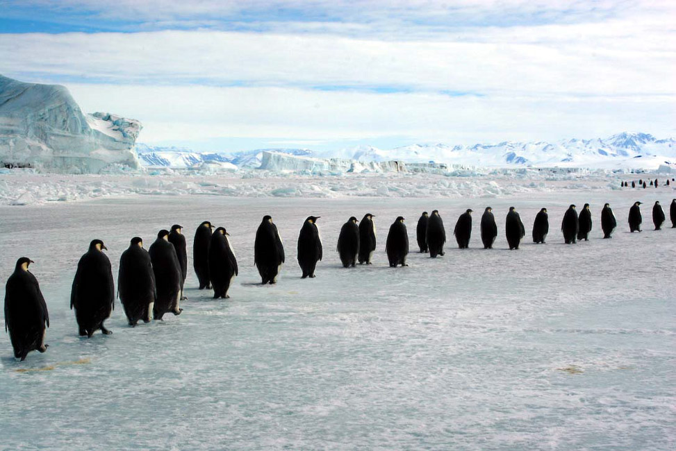 Antarctique, Marche des empereurs