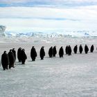 Antarctique, Marche des empereurs