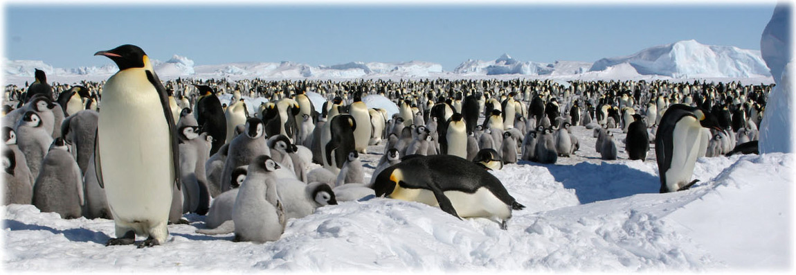 Antarctique, Mer de Weddell