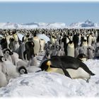 Antarctique, Mer de Weddell