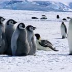 Antarctique : toute la famille est là