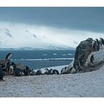 Antarktika [167] - Pinguinkolonie