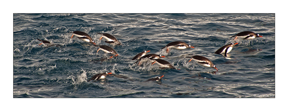 Antarktika [18] - Springende Schwimmvögel