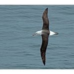 Antarktika [3] - Albatross
