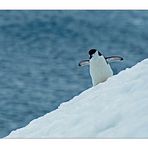 Antarktika [32] - Noch ein Herzensbrecher