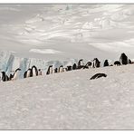 Antarktika [67] - Pingipano