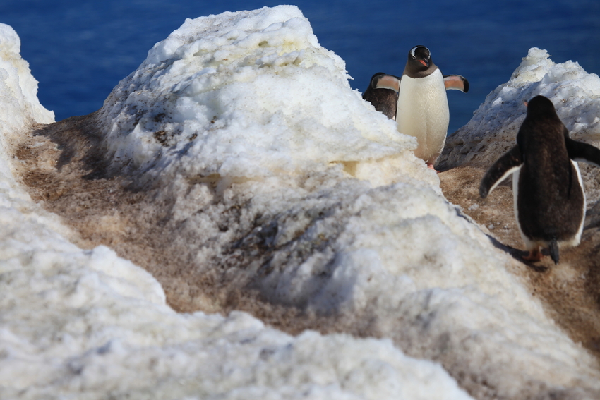 Antarktis 3 - Pinguinstraßen