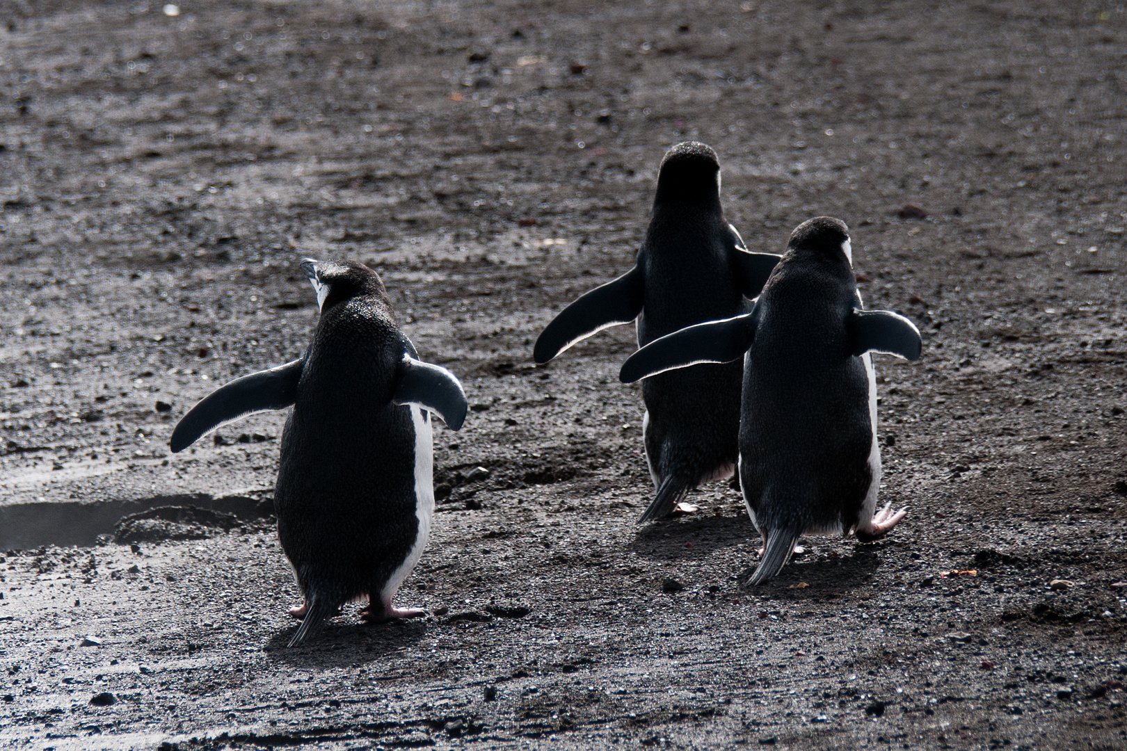 Antarktis - Deception Island 2