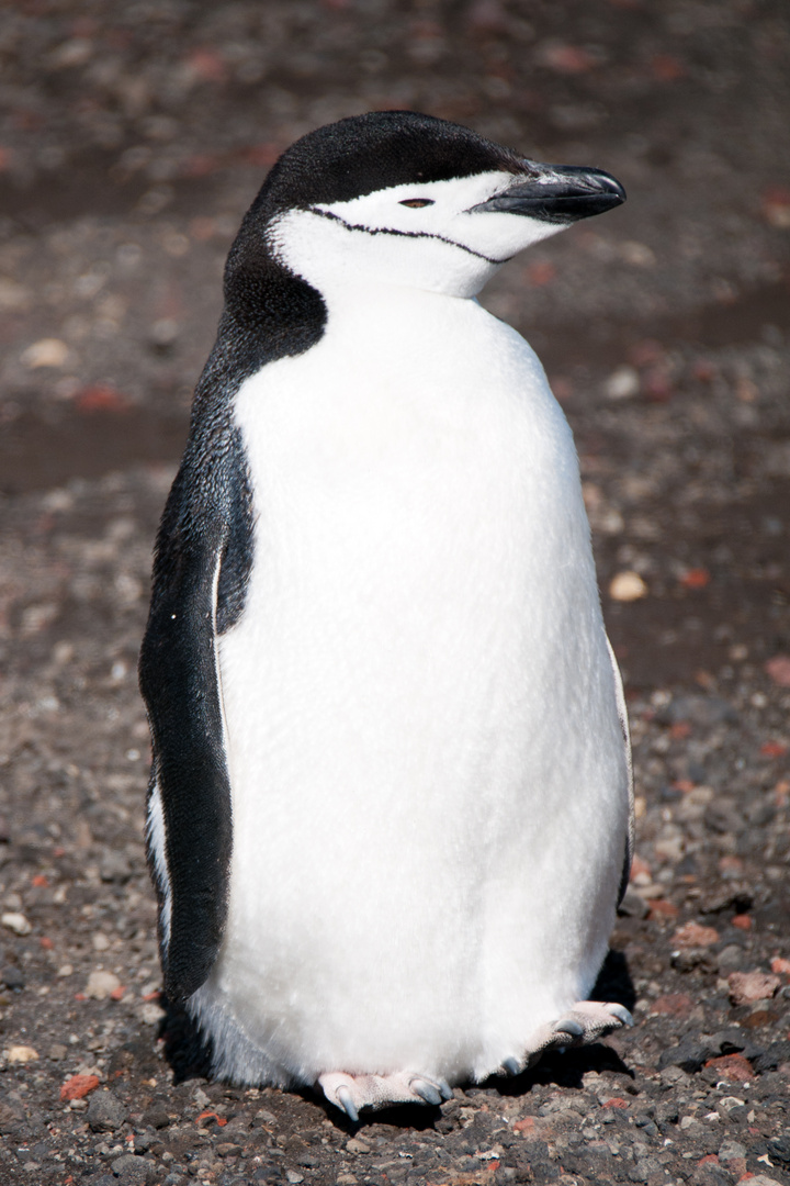 Antarktis - Deception Island