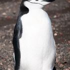 Antarktis - Deception Island