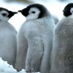 Antarktis - Eine Reise ins ewige Eis