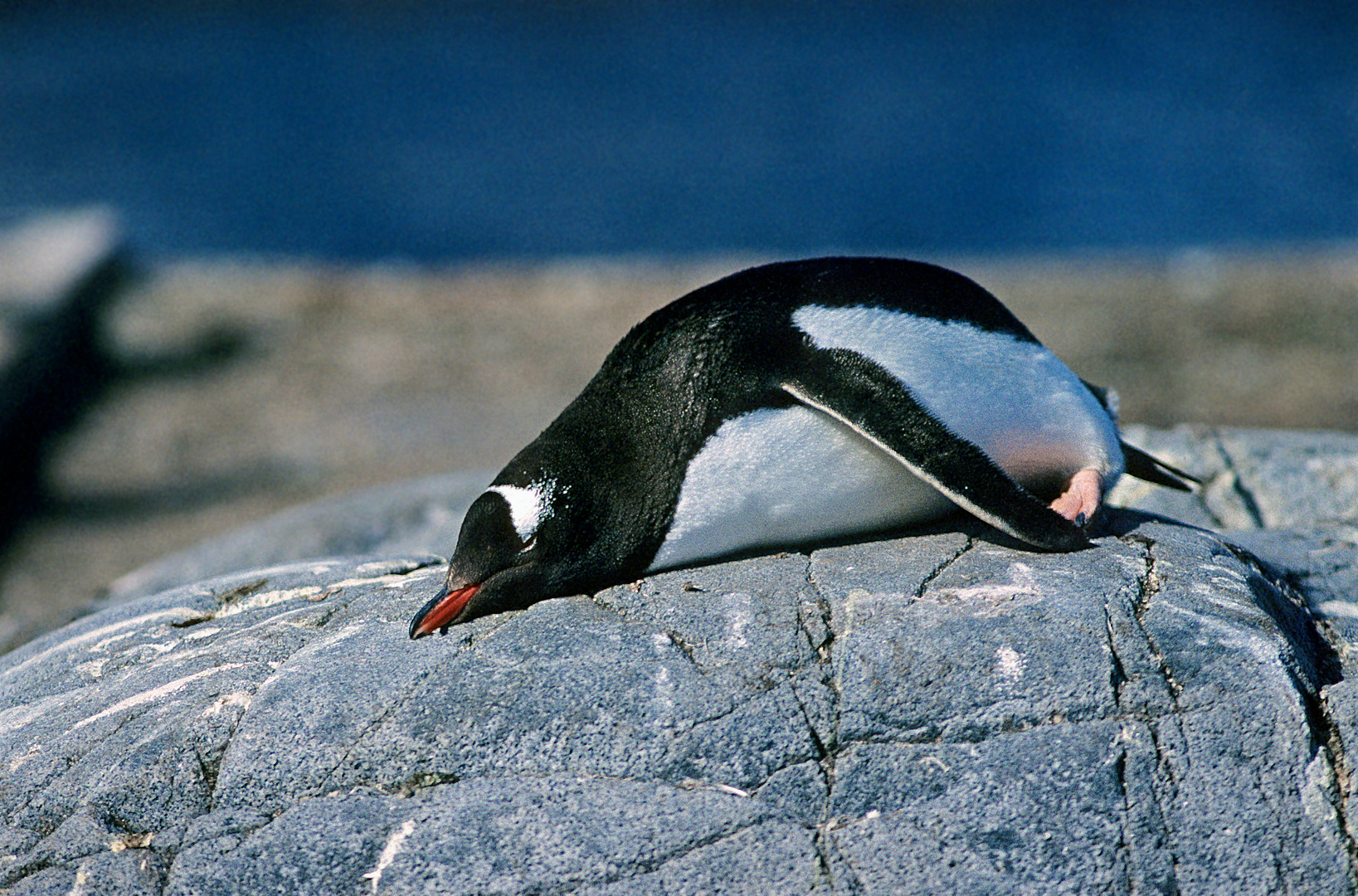 ANTARKTIS Eselspinguin 2 Peterman Island Kodachrome Dia von 2004