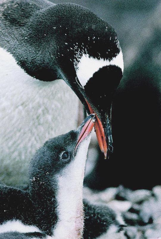 ANTARKTIS          Eselspinguin beim füttern seines Kükens