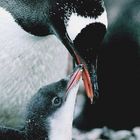 ANTARKTIS          Eselspinguin beim füttern seines Kükens