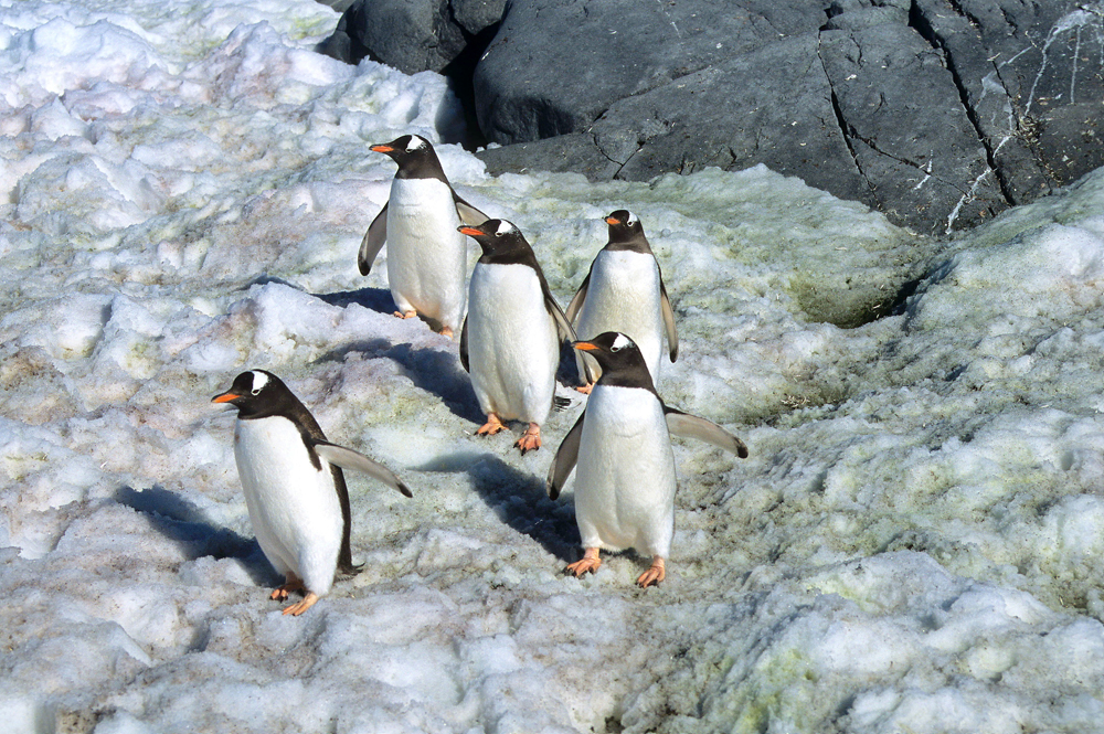 Antarktis - Eselspinguine auf Petermann Islan