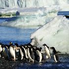 Antarktis Foto- Expeditionsreise 2013 Impression 20